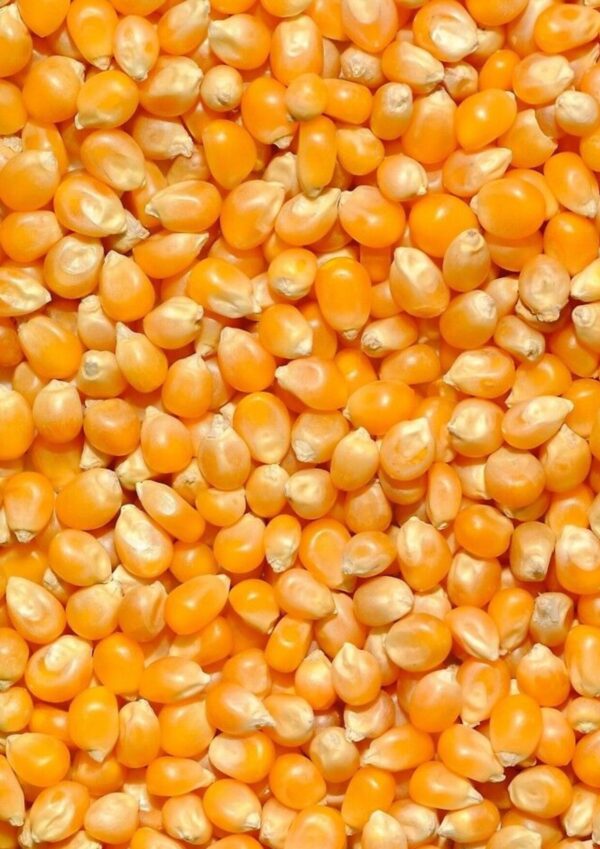Corn Maize bwell