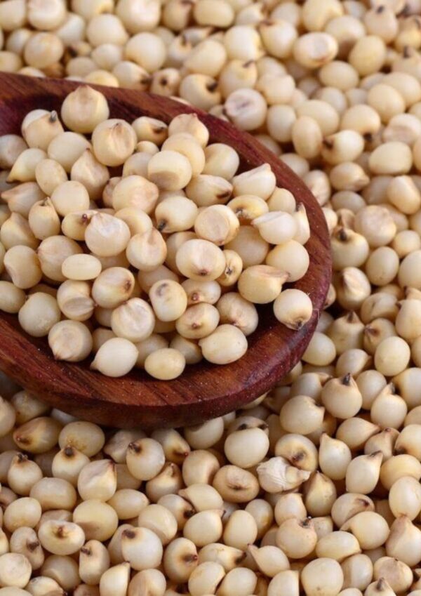 Sorghum Jawari bwell