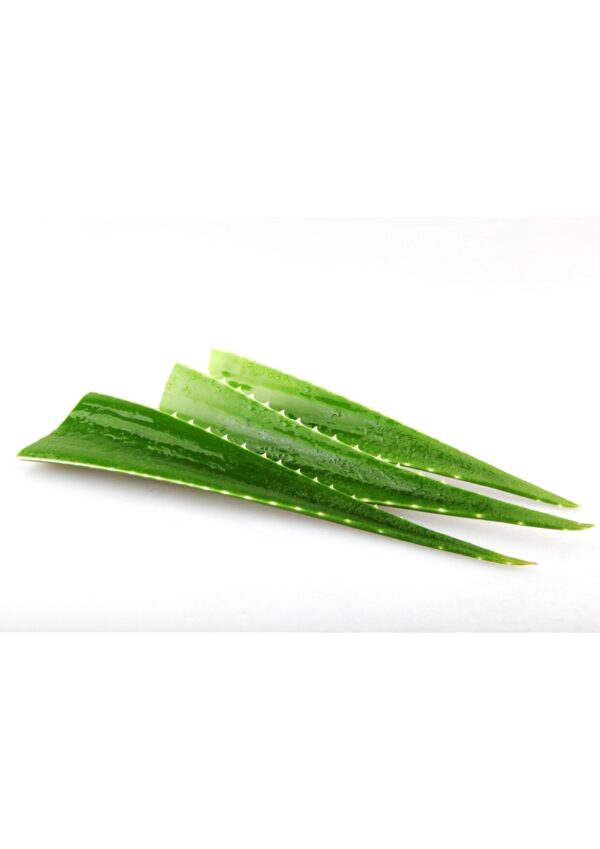 aloe vera bwell