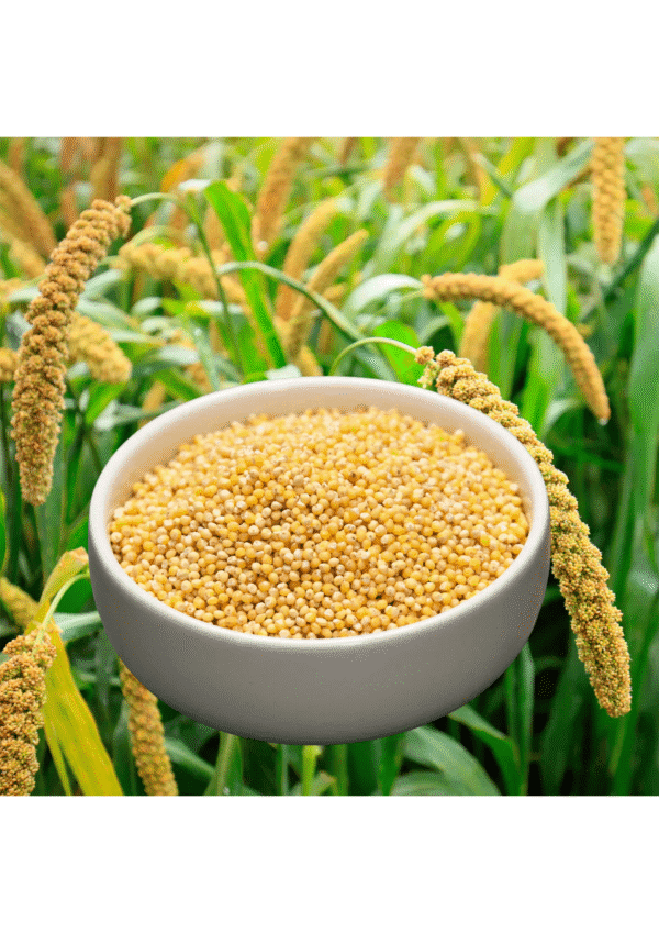 foxtail millet bwell