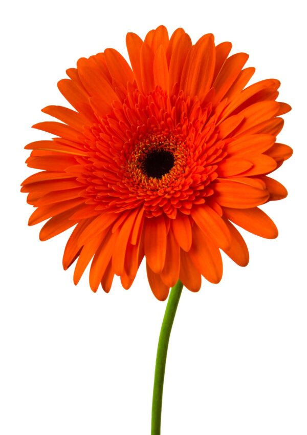 gerbera bwell