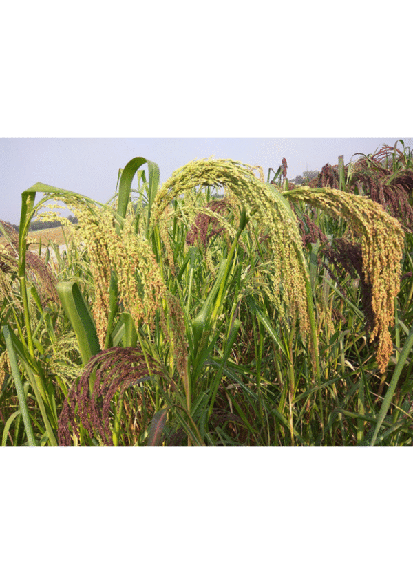little millet bwell