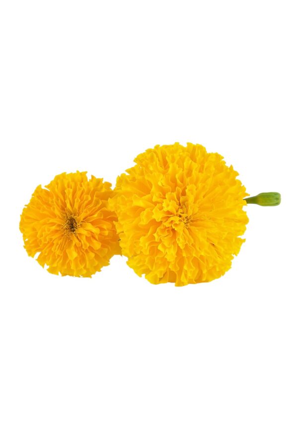 marigold bwell