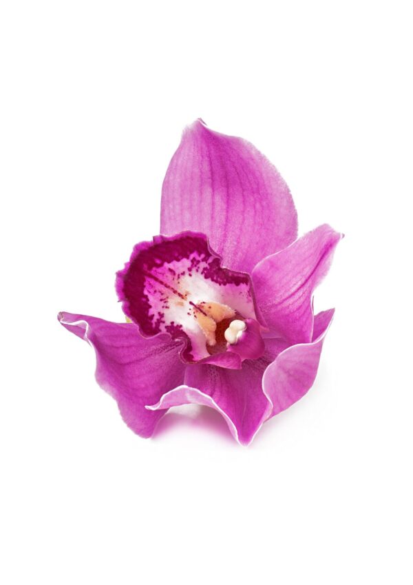 orchid bwell