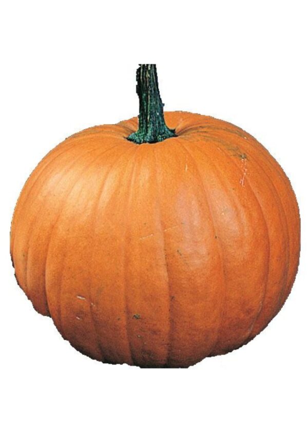 pumkin product bwell