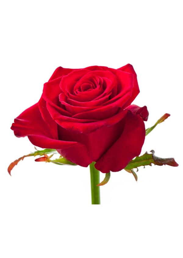rose bwell