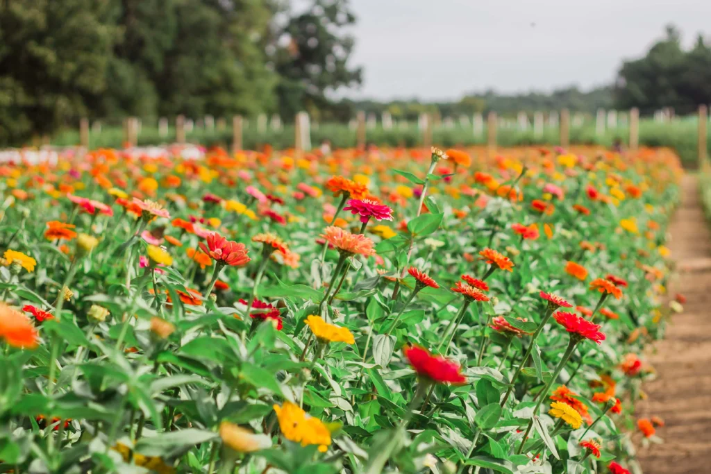 Floriculture in India with colorful flowers