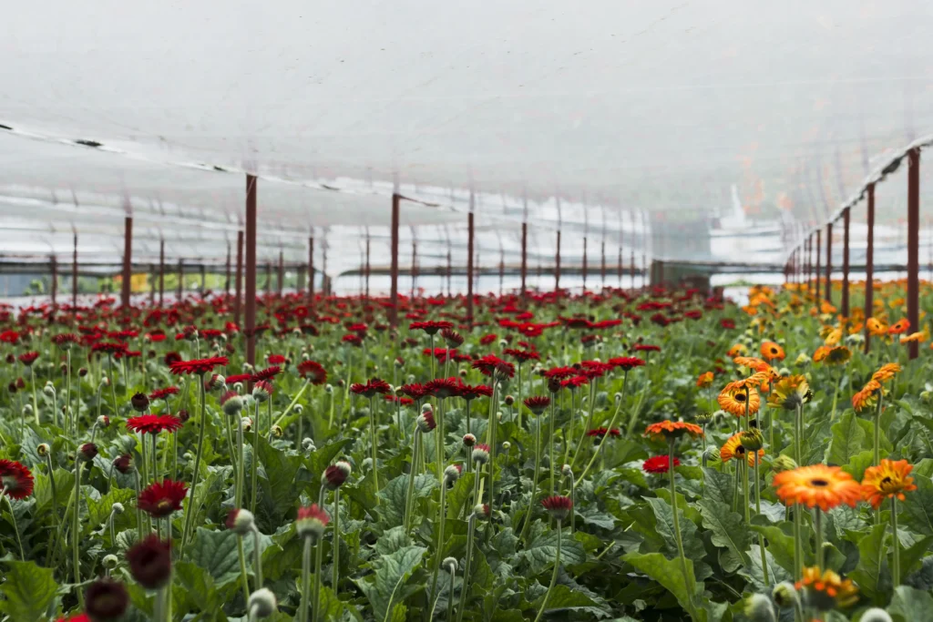 Floriculture in India with colorful flowers